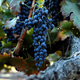 Uva de la variedad “Žametovka”